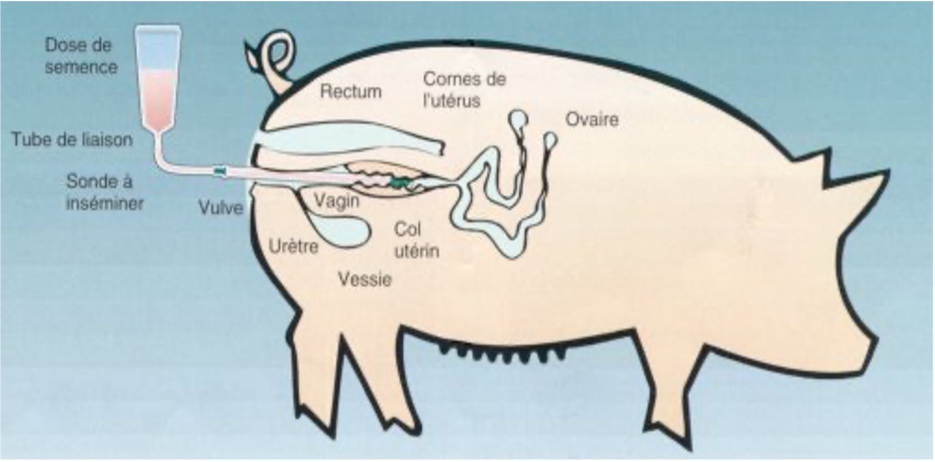 D Couverte Dans Lam Lioration De La Race Porcine Leau De Coco